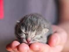 „Nejlepší tipy pro péči o kočku – zjistěte, co udělat, abyste udělali svou kočku šťastnou a zdravou!“