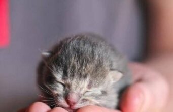 „Nejlepší tipy pro péči o kočku – zjistěte, co udělat, abyste udělali svou kočku šťastnou a zdravou!“