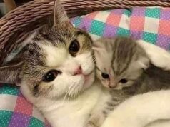 „Šokující zjištění: Proč vaše kočka žvýká elektrické šňůry? Tohle byste o tom měli vědět!“