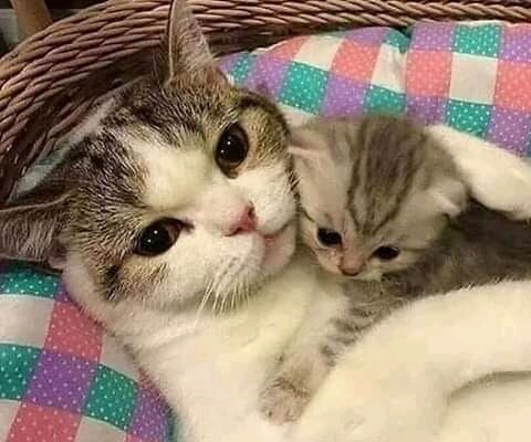 „Šokující zjištění: Proč vaše kočka žvýká elektrické šňůry? Tohle byste o tom měli vědět!“