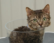 Pan Peebles – Nejmenší kočka na světě