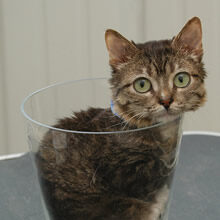 Pan Peebles – Nejmenší kočka na světě